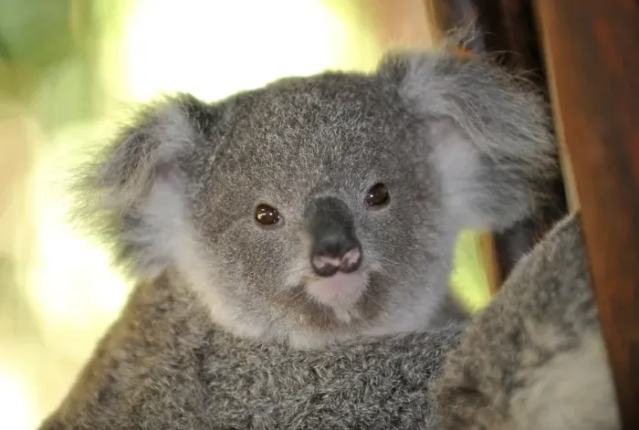Framed Print : Koala, cub (Phascolarctos cinereus) in eucalypt tree (Eucalyptus) Framed Print : Koala, cub (Phascolarctos cinereus) in eucalypt tree (Eucalyptus)