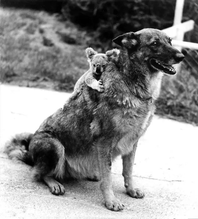 Framed Print : Koala on the back of a dog, ca