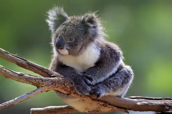 Framed Print : Koala (Phascolarctos cinereus)