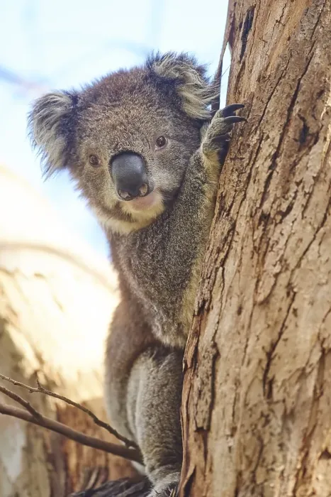 Framed Print : Koala (Phascolarctos cinereus) Framed Print : Koala (Phascolarctos cinereus)