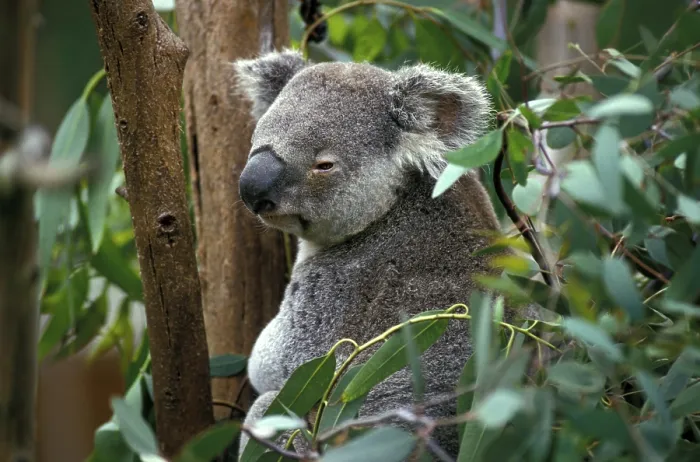 Framed Print : Koala (phascolarctos cinereus)