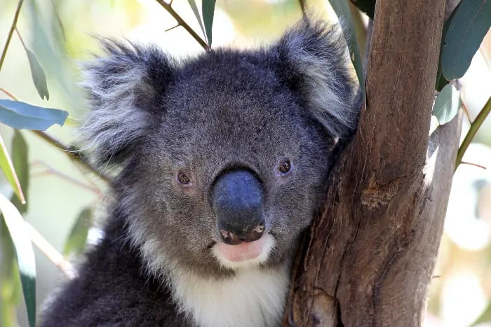 Framed Print : Koala (Phascolarctos cinereus) Framed Print : Koala (Phascolarctos cinereus)