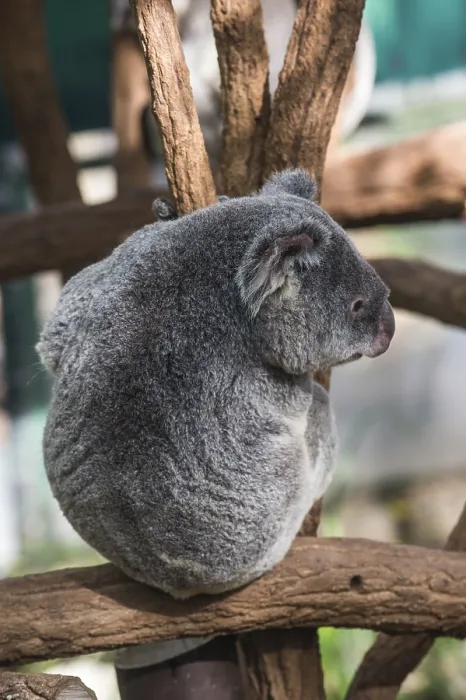 Framed Print : Koala (Phascolarctos cinereus)