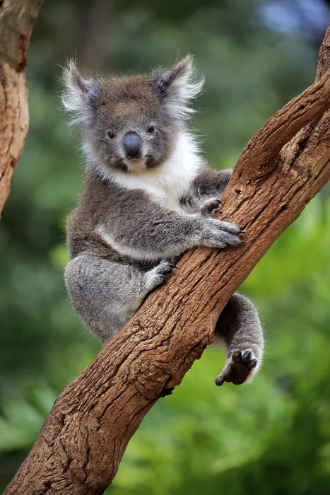 Framed Print : Koala (Phascolarctos cinereus)