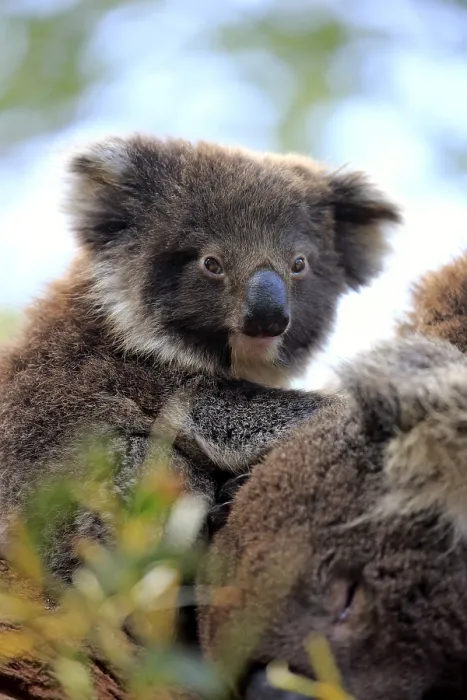 Framed Print : Koala (Phascolarctos cinereus) Framed Print : Koala (Phascolarctos cinereus)