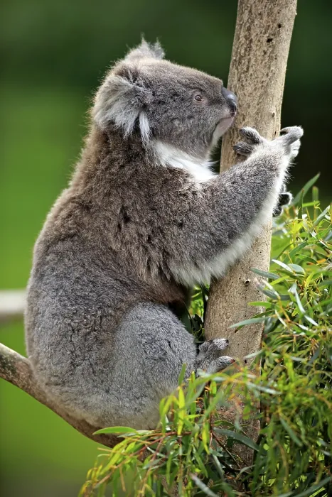 Framed Print : Koala (Phascolarctos cinereus) Framed Print : Koala (Phascolarctos cinereus)
