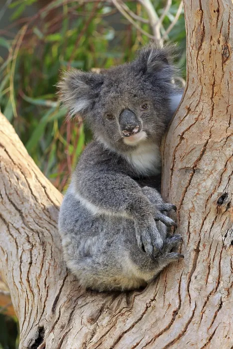 Framed Print : Koala (Phascolarctos cinereus)