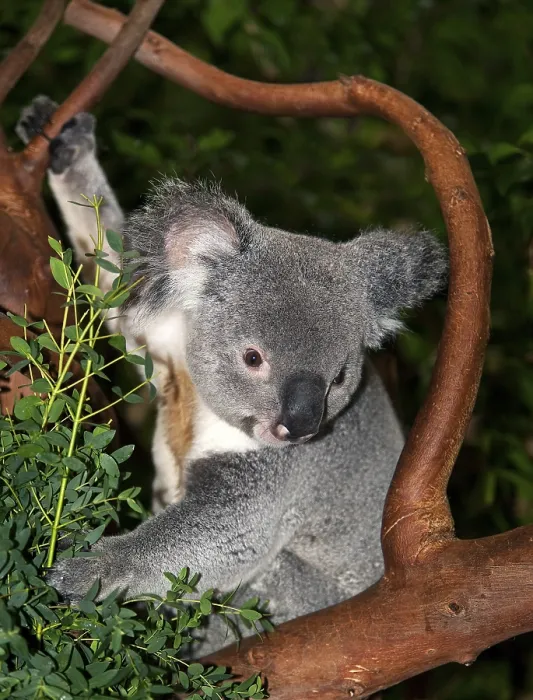Framed Print : Koala (phascolarctos cinereus) Framed Print : Koala (phascolarctos cinereus)