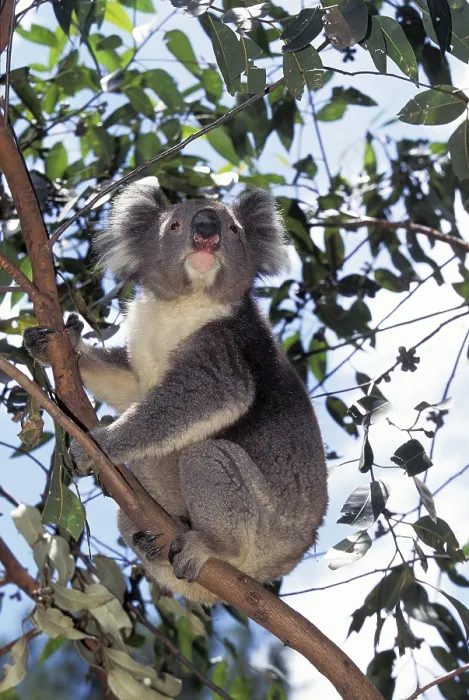 Framed Print : KOALA (phascolarctos cinereus)