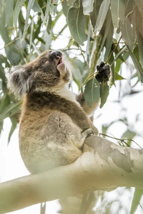 Framed Print : Koala (Phascolarctos cinereus)