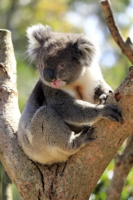 Framed Print : Koala (Phascolarctos cinereus) Framed Print : Koala (Phascolarctos cinereus)