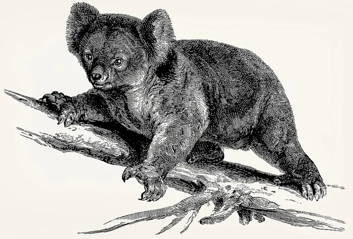 Framed Print : The koala (Phascolarctos cinereus) Framed Print : The koala (Phascolarctos cinereus)
