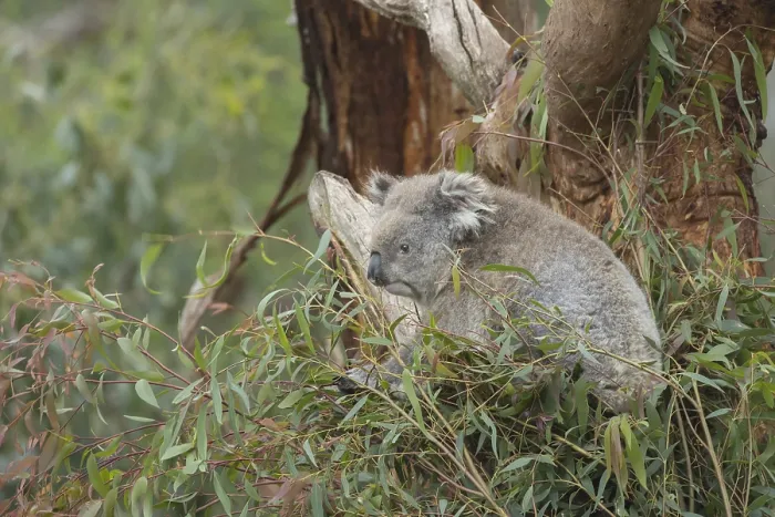 Framed Print : Koala (Phascolarctos cinereus) adult in an Eucalyptus tree