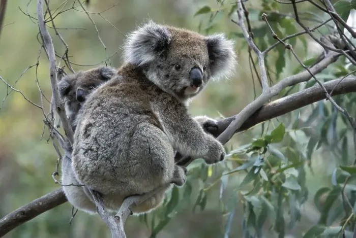 Framed Print : Koala (Phascolarctos cinereus) with baby in Gum Tree