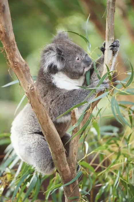 Framed Print : Koala (Phascolarctos cinereus) climbing in a bamboo tree