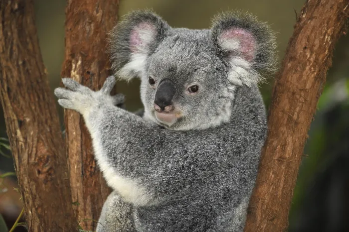 Framed Print : Koala (Phascolarctos cinereus) in eucalypt tree (Eucalyptus) Framed Print : Koala (Phascolarctos cinereus) in eucalypt tree (Eucalyptus)