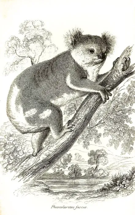 Framed Print : Koala (Phascolarctos cinereus) (marsupialia) Framed Print : Koala (Phascolarctos cinereus) (marsupialia)