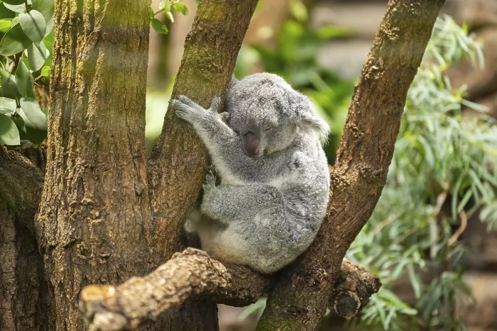 Framed Print : Koala (Phascolarctos cinereus) sitting on a tree