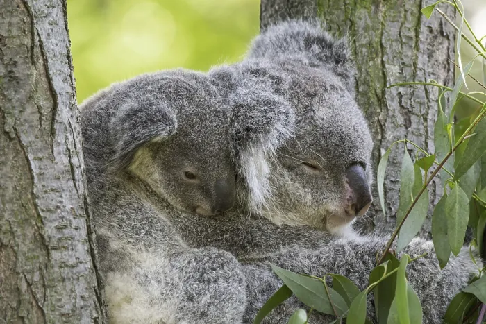 Framed Print : Koala (Phascolarctos cinereus) with young resting in tree