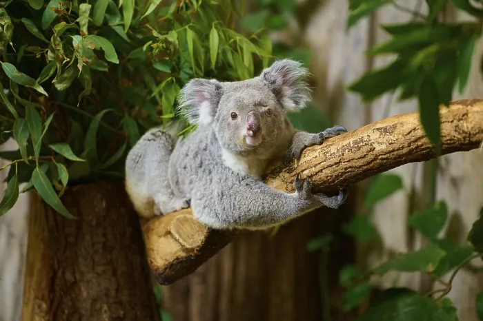Framed Print : A koala resting on a tree trunk Framed Print : A koala resting on a tree trunk