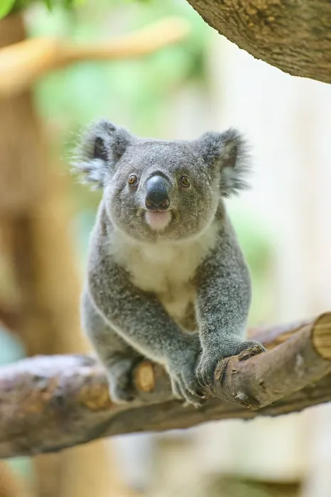 Framed Print : Koala sitting attentively on a tree in its natural environment