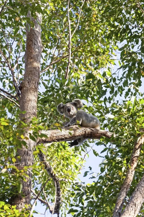 Framed Print : Koala on a tree in its natural habitat near Pumpenbil
