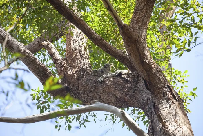 Framed Print : Koala on a tree in its natural habitat near Pumpenbil Framed Print : Koala on a tree in its natural habitat near Pumpenbil