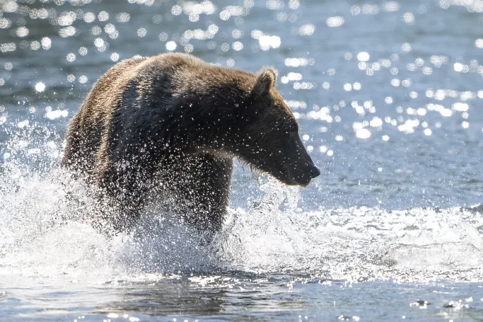 Framed Print : Kodiak bear (Ursus arctos middendorffi)