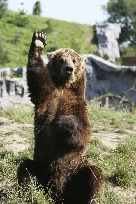 Framed Print : Kodiak Bear (Ursus arctos middendorffi) waving hello at ZOOM Erlebniswelt