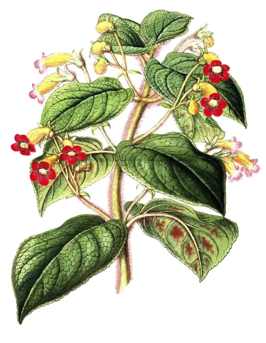 Framed Print : Kohleria inaequalis, as Tydaea warscewiczii, an evergreen perennial reaching up to one metre in height, plant and flower, digitally reworked reproduction of an original from the 19th century Framed Print : Kohleria inaequalis, as Tydaea warscewiczii, an evergreen perennial reaching up to one metre in height, plant and flower, digitally reworked reproduction of an original from the 19th century