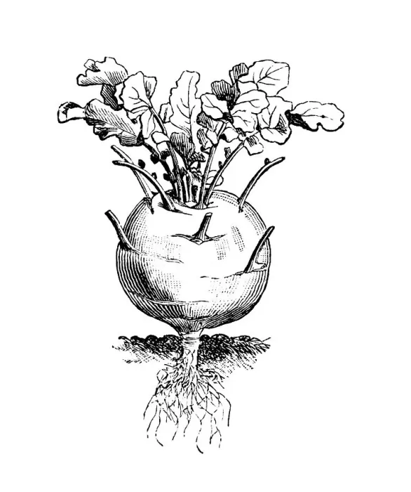 Framed Print : Kohlrabi or Turnip Cabbage, historical illustration