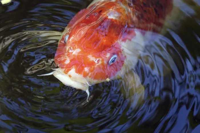 Framed Print : Koi Framed Print : Koi