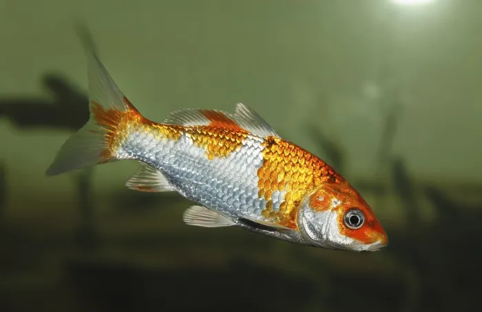 Framed Print : Koi, or Nishikigoi (Cyprinus carpio) in aquarium