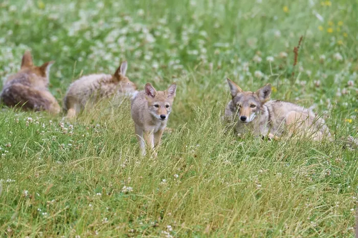 Framed Print : Kojote (Canis latrans), family group with young animals Framed Print : Kojote (Canis latrans), family group with young animals