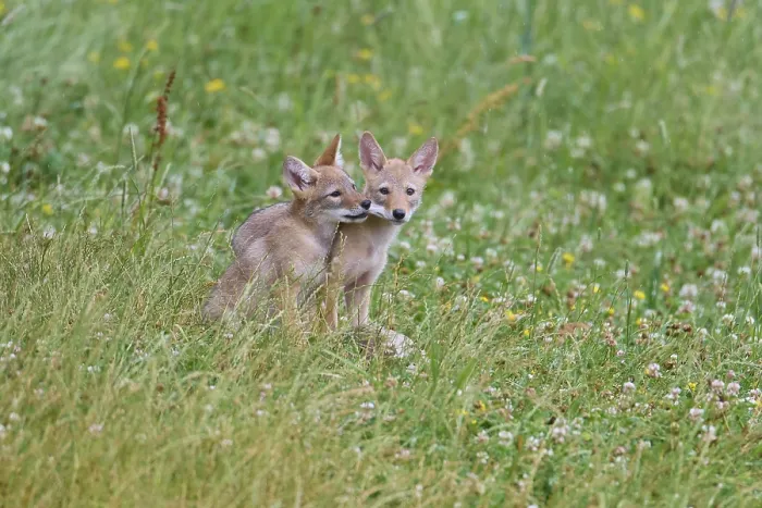 Framed Print : Kojote (Canis latrans), two pup, captive