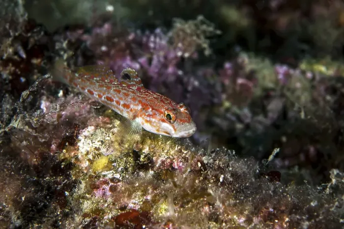 Framed Print : Kolombatovic goby (Gobius kolombatovici) Framed Print : Kolombatovic goby (Gobius kolombatovici)