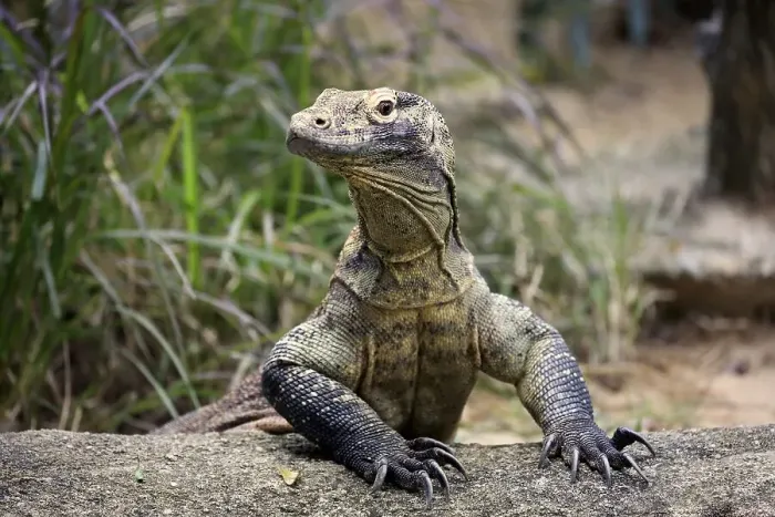 Framed Print : Komodo dragon (Varanus komodoensis)