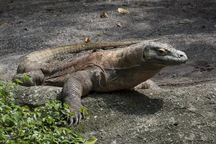 Framed Print : Komodo Dragon (Varanus komodoensis), captive