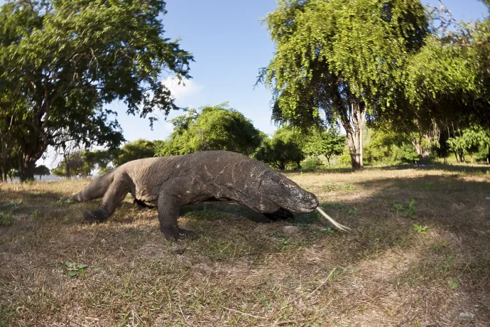 Framed Print : Komodo monitor lizard, Varanus komodoensis