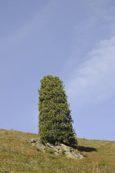 Framed Print : Konigsleiten, tree, mountains