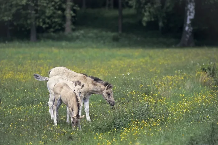 Framed Print : Konik, Foals in a meadow with Buttercup (Tarpan-breeding back)