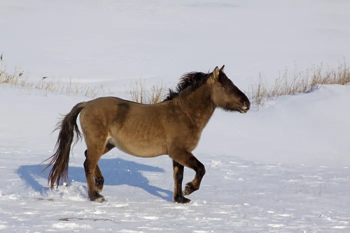 Framed Print : Konik or Polish Primitive Horse (Equus islandicus) walking in snow in winter