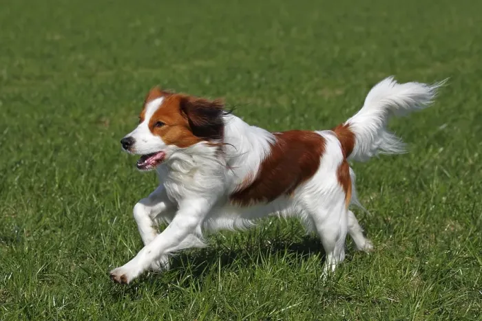 Framed Print : Kooikerhondje or Kooiker Hound (Canis lupus familiaris)