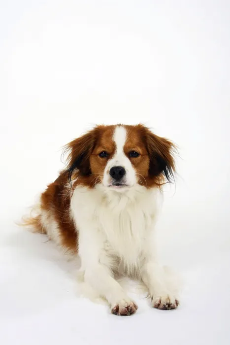 Framed Print : Kooikerhondje, Small Dutch Waterfowl Dog