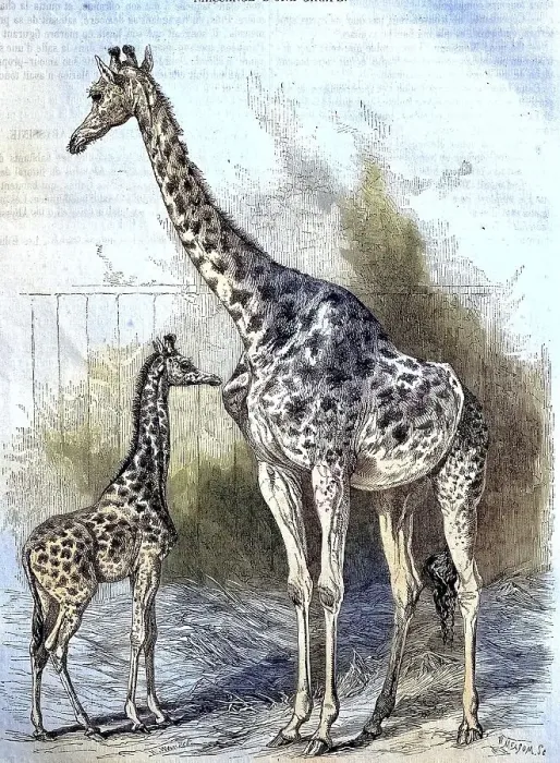 Framed Print : Kordofan Giraffe (Giraffa camelopardalis antiquorum) Framed Print : Kordofan Giraffe (Giraffa camelopardalis antiquorum)