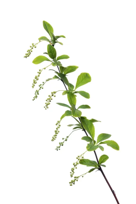 Framed Print : Korean barberry Rubin (Berberis koreana Rubin) exempted Framed Print : Korean barberry Rubin (Berberis koreana Rubin) exempted