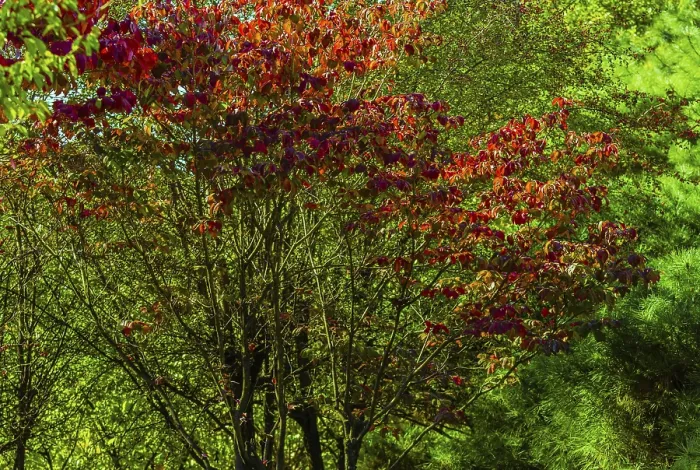 Framed Print : Korean Sun Pear tree with leaves of reddish yellow on a bright sunny autumn day