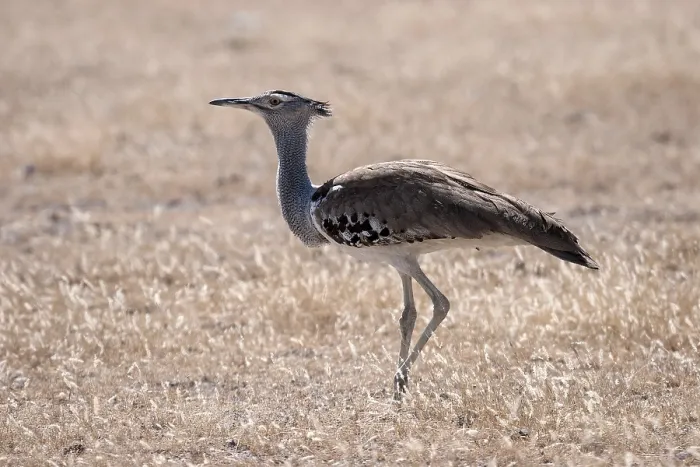 Framed Print : Kori bustard (Ardeotis kori), Etosha National Park