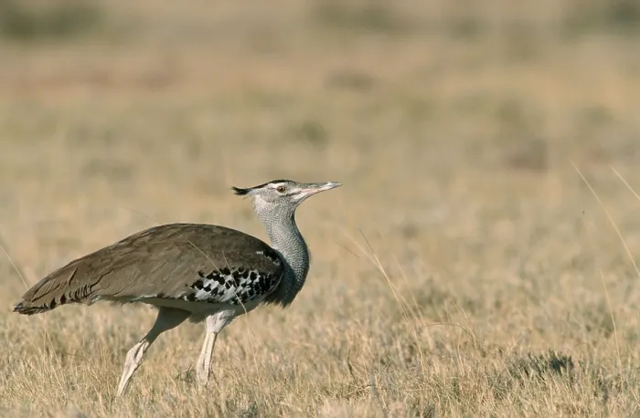 Framed Print : Kori Bustard (Ardeotis kori), Etosha national park Framed Print : Kori Bustard (Ardeotis kori), Etosha national park