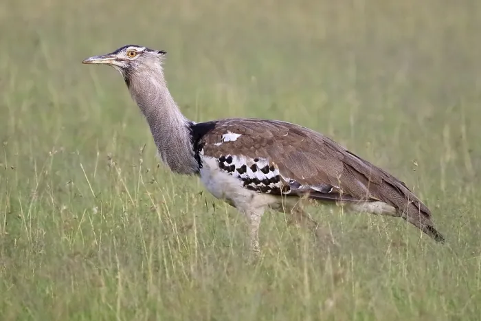 Framed Print : Kori bustard (Ardeotis kori), Kori Bustard Framed Print : Kori bustard (Ardeotis kori), Kori Bustard